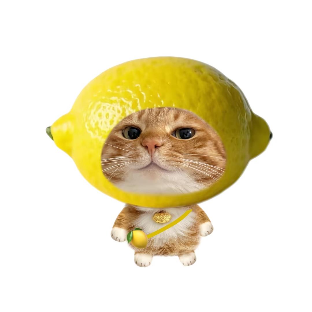 白大旭🐈⬛