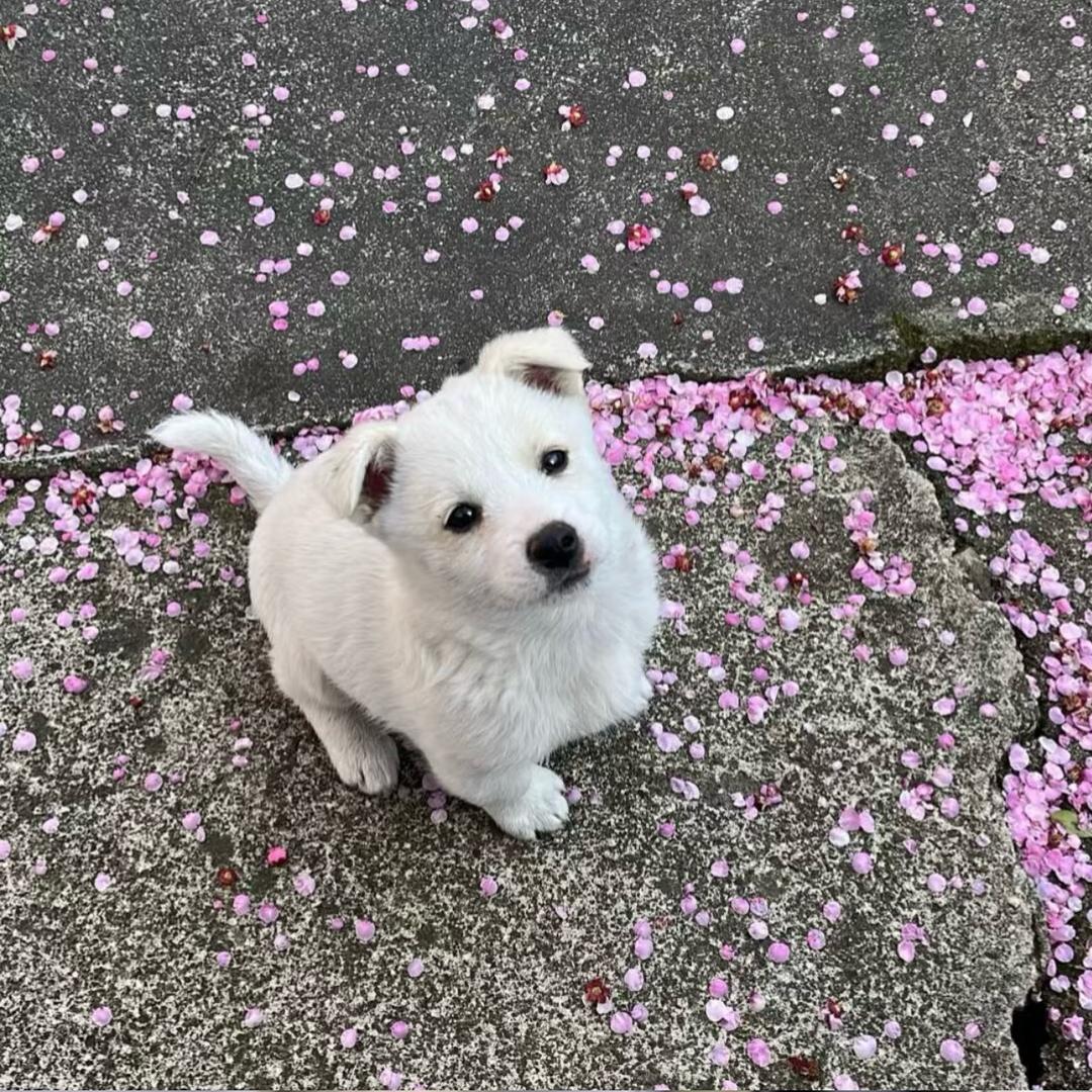 好运连连看👀〈不瘦到110斤不改名〉