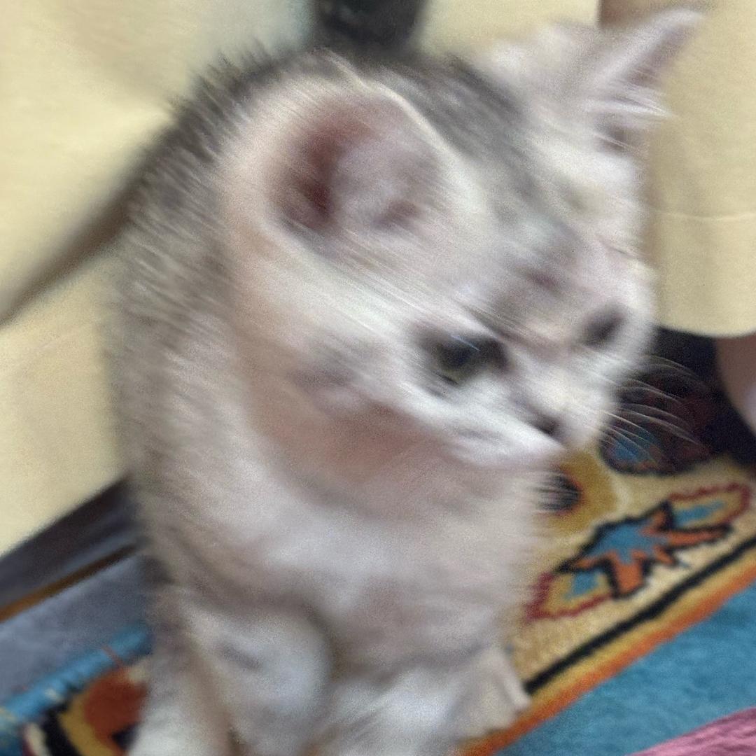 一只纯爱小猫战士