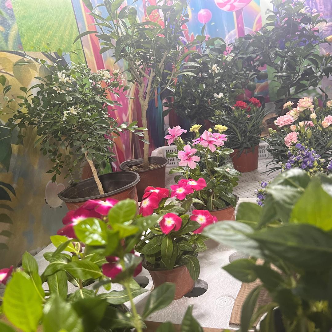 颖宝花花草草