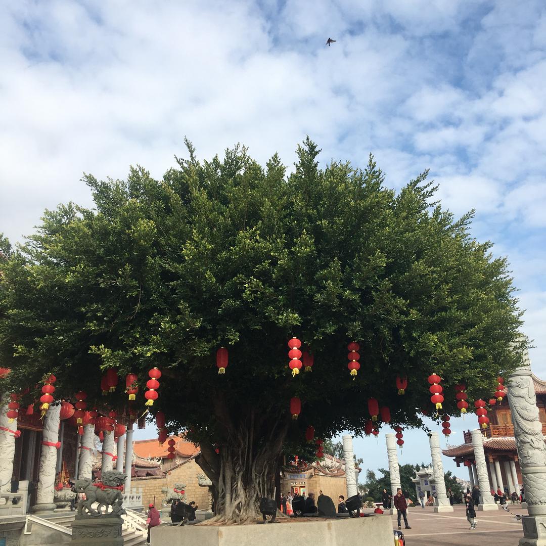 林