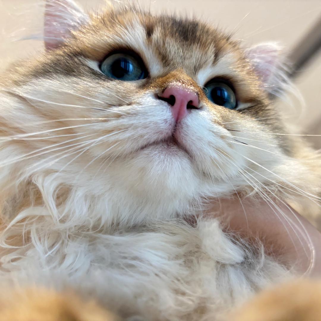 Hhi