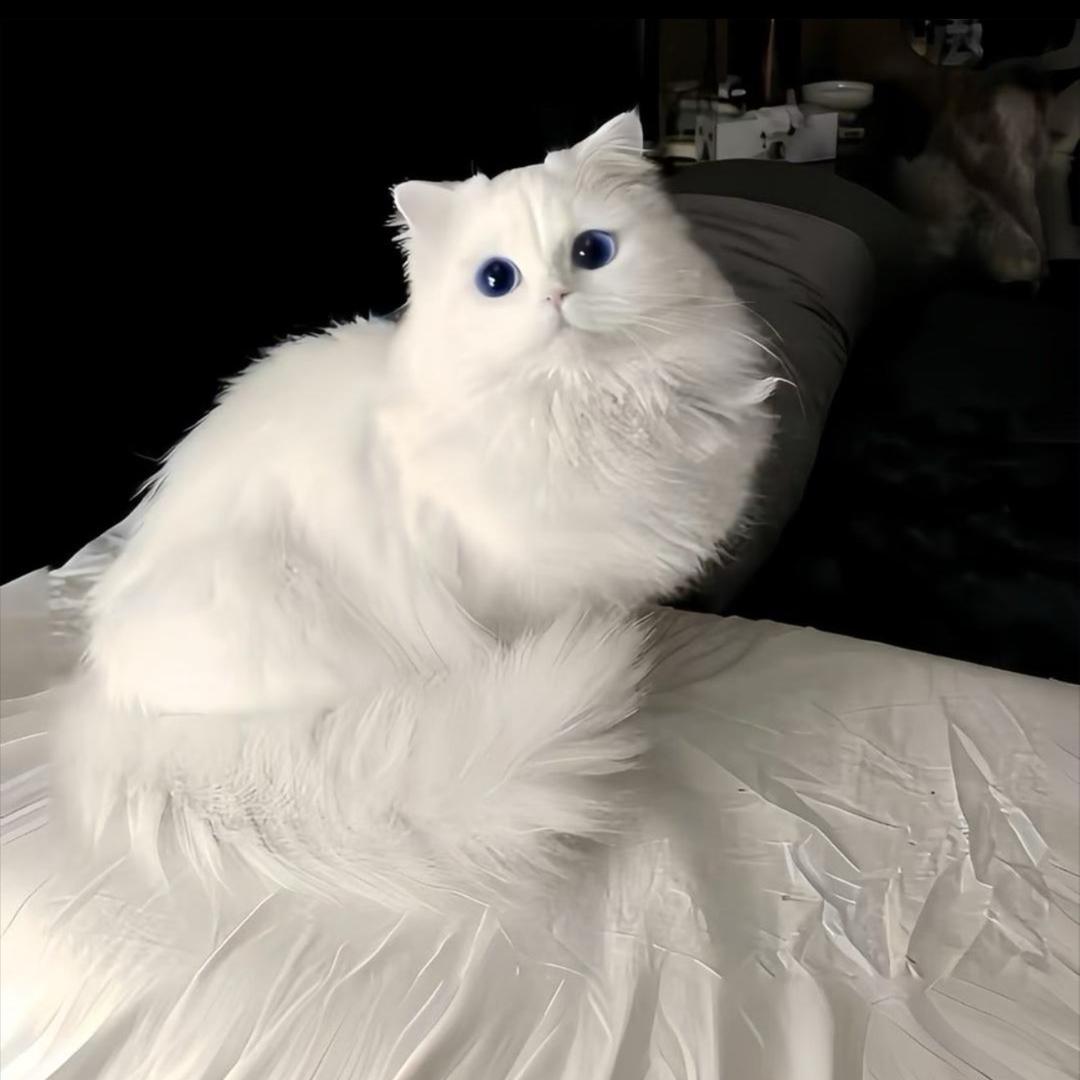 宋辞