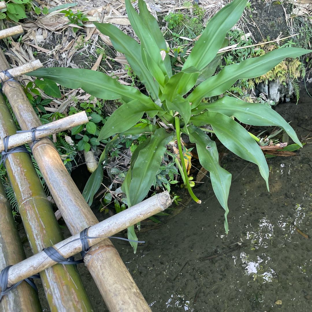 小五！