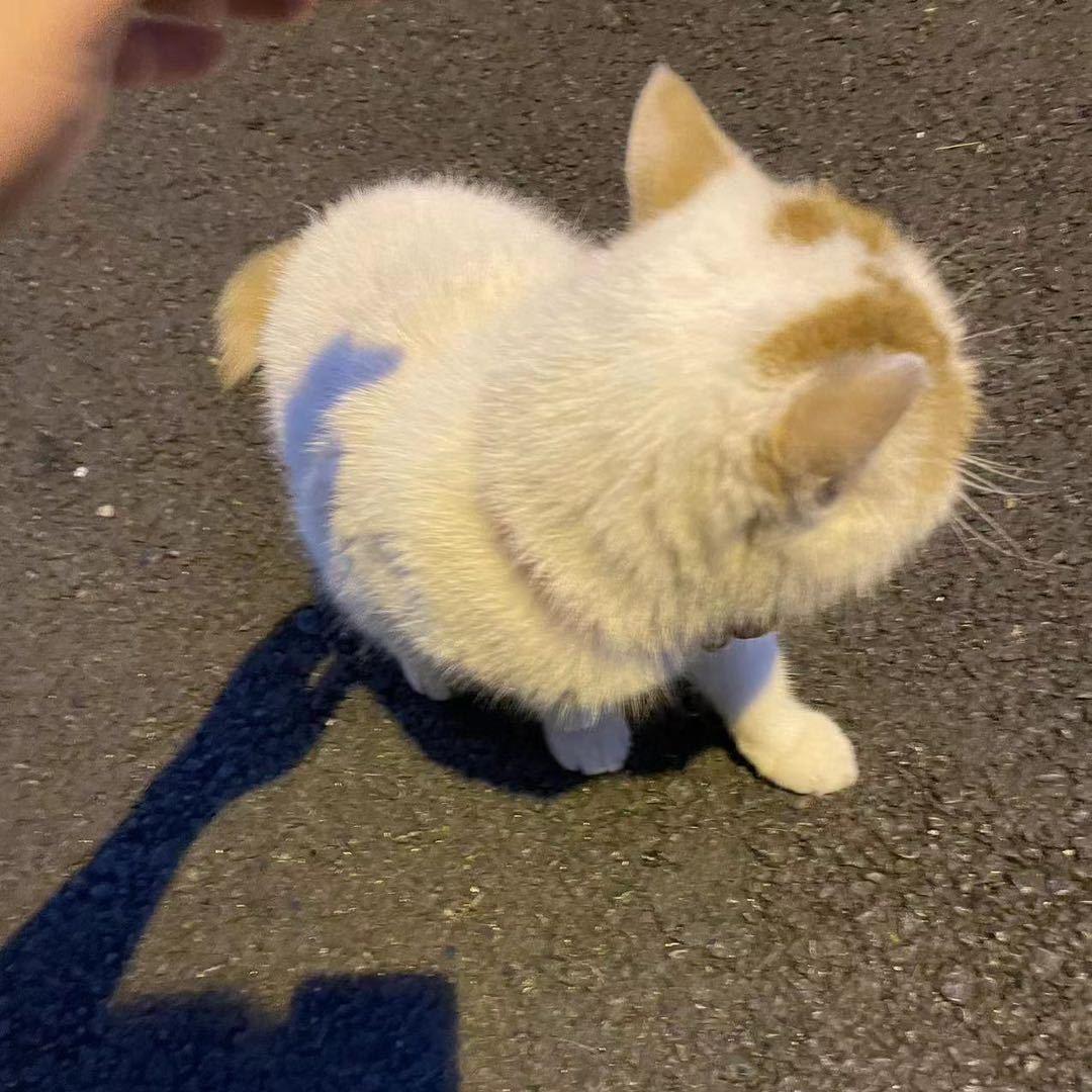 ㅤ── 展开 99条回复 ⌵