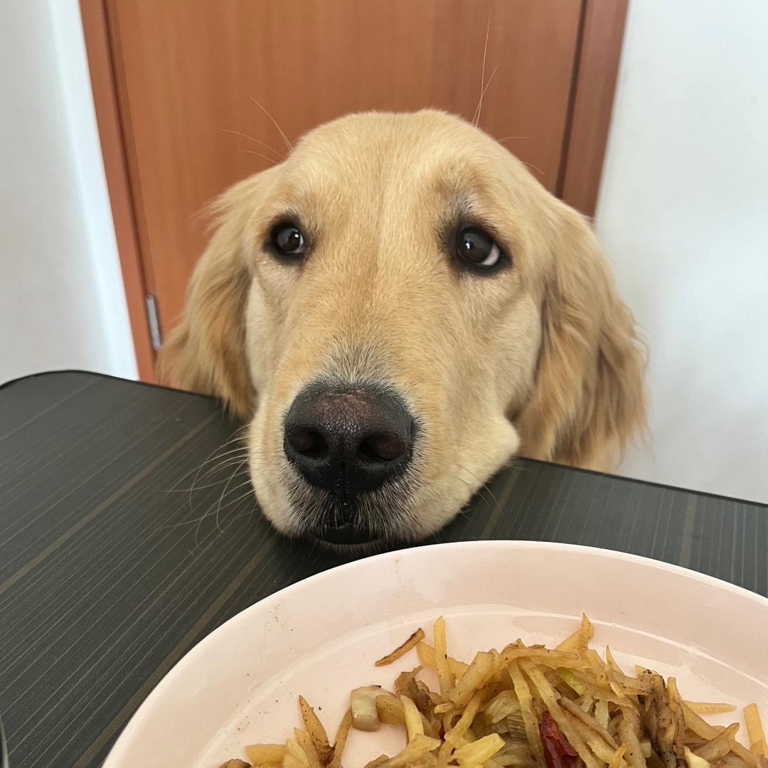 Beauty是个妈宝狗