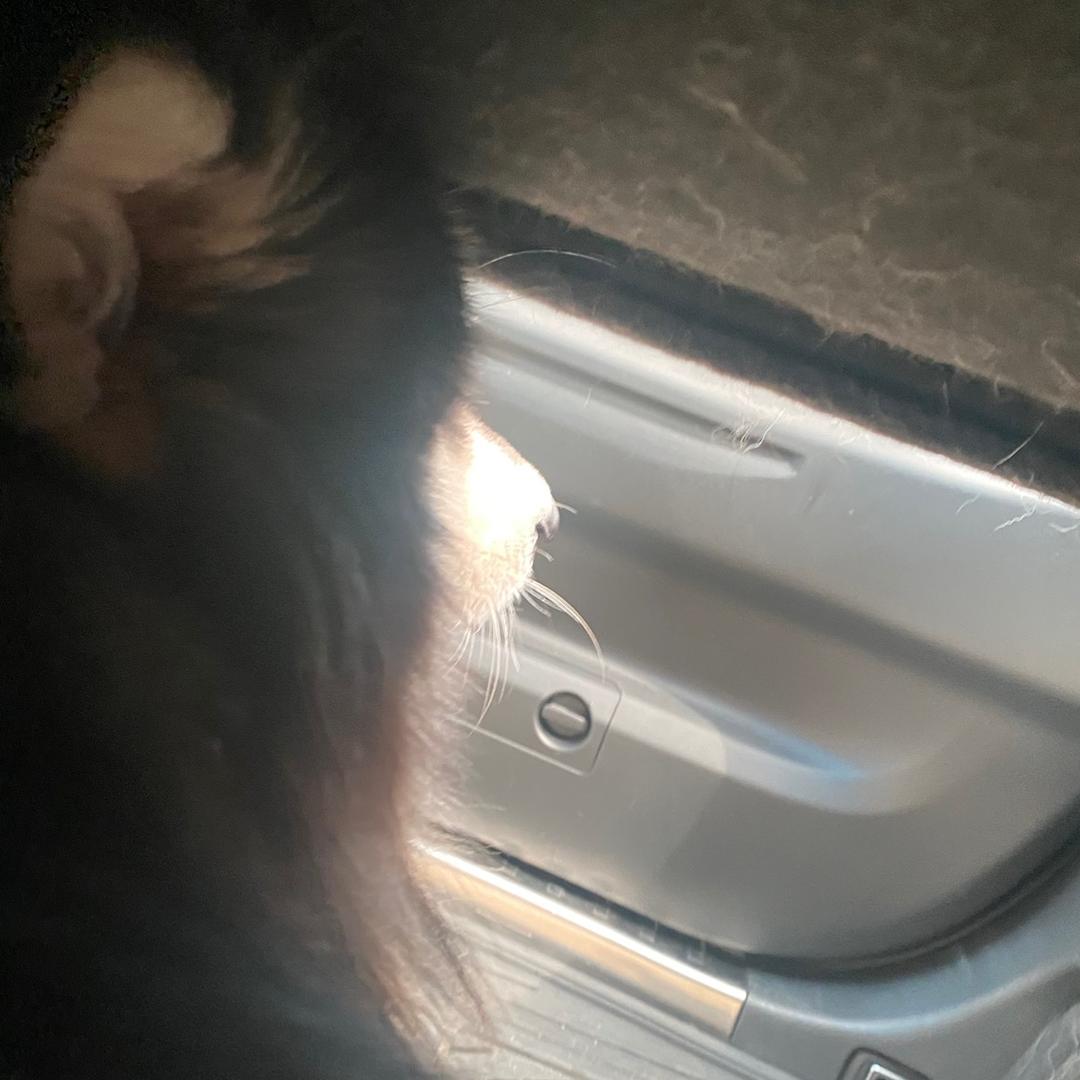 河里的鱼