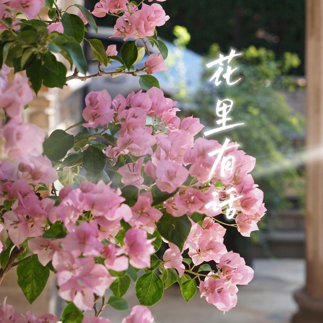 花里有话三角梅花卉