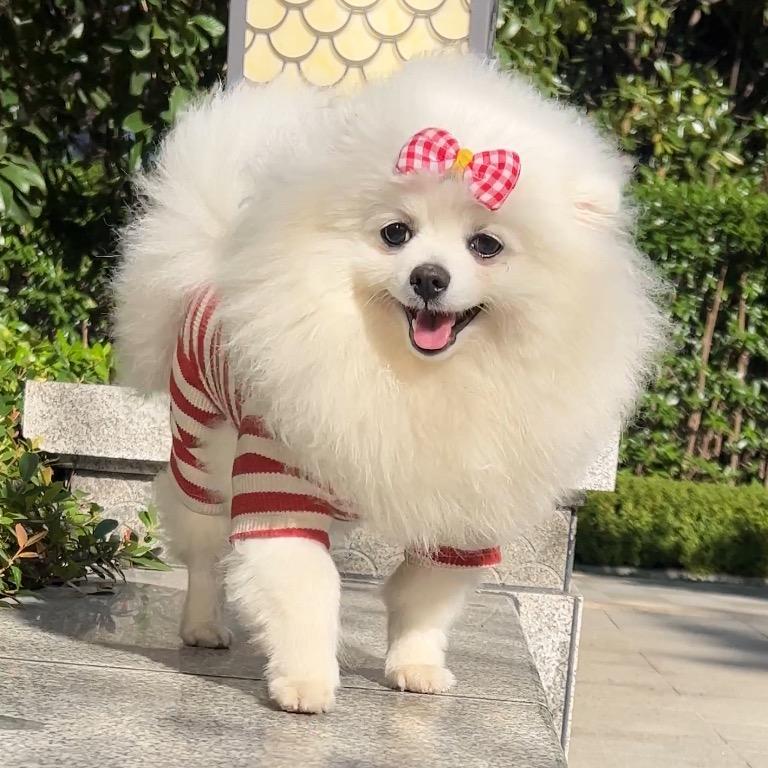 奶锤的猫狗日记🐱🐶