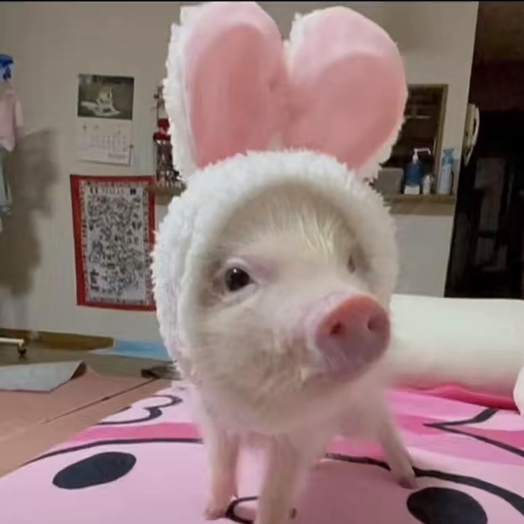 鼠鼠