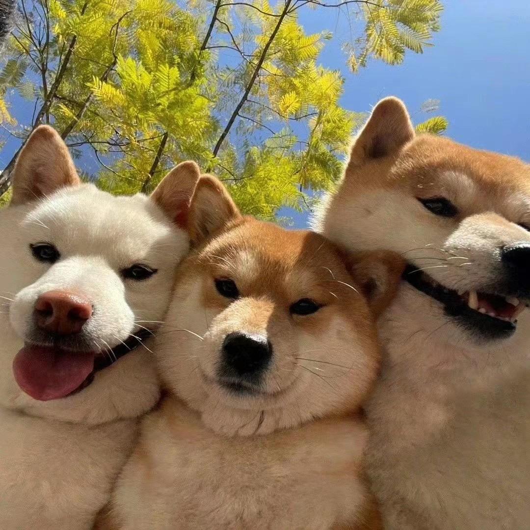 十一的美好生活