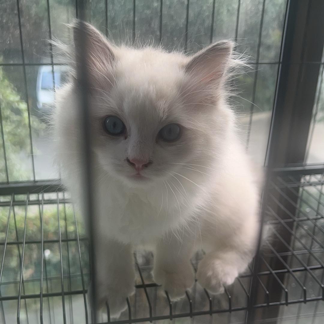 不解的小猫