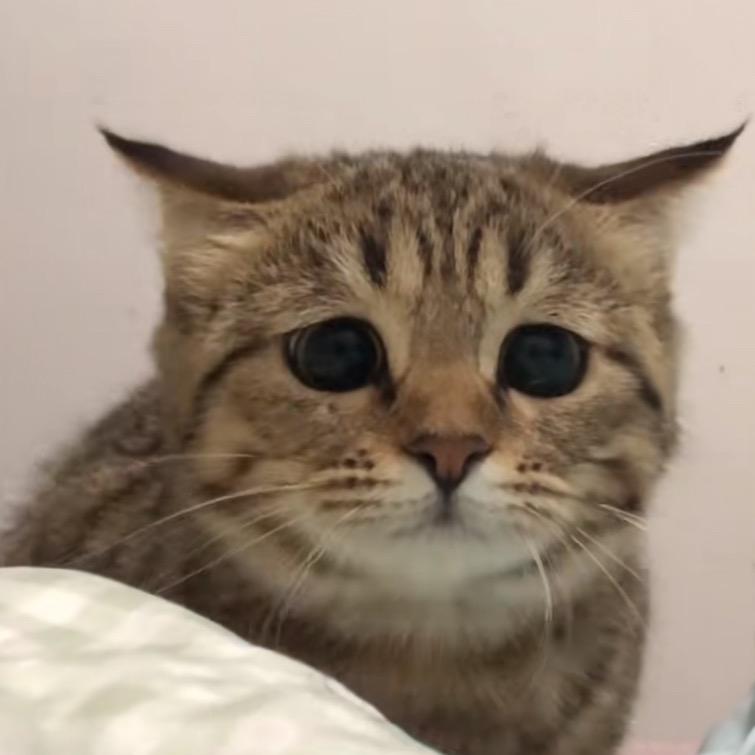 小 毛