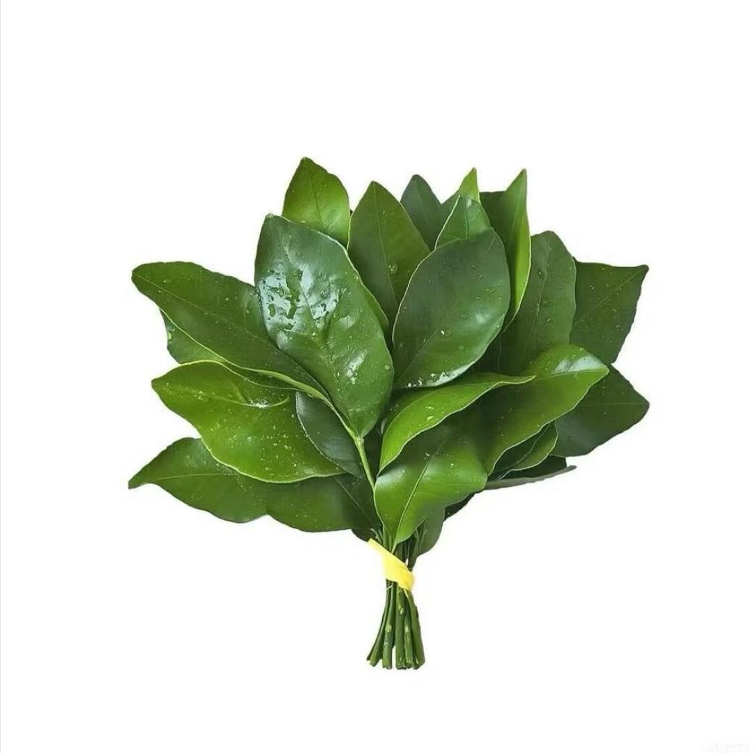 固酒酒老师（数学）