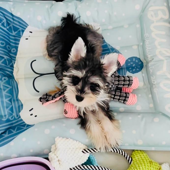 Tina雪纳瑞🐶