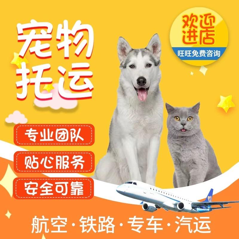 专业宠物托运国际国内代理