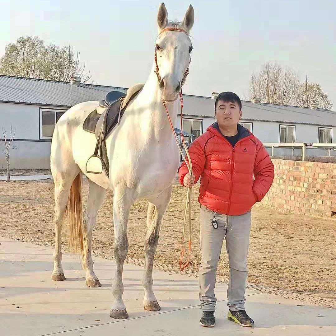 盛骏纯血马繁育基地