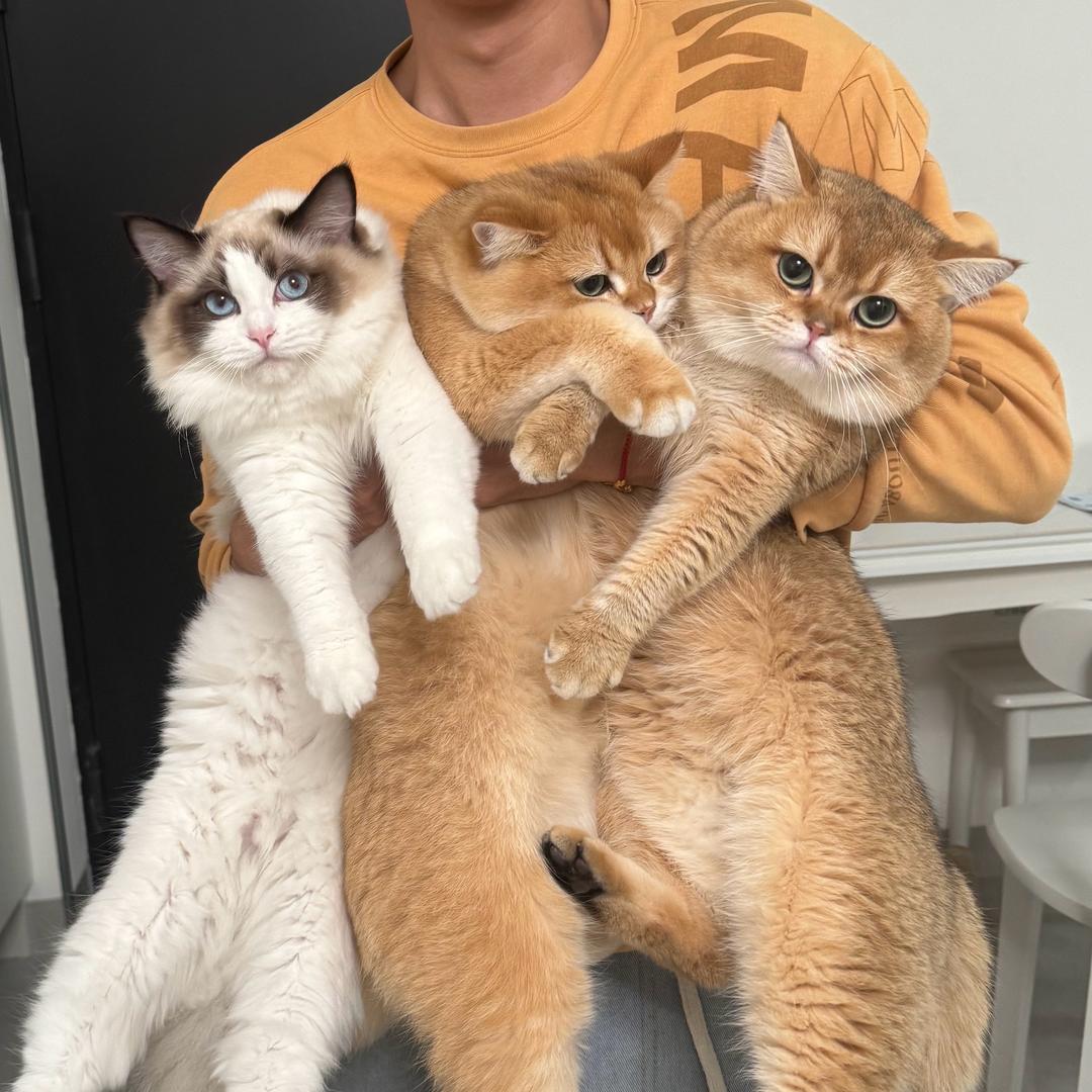 小蛋