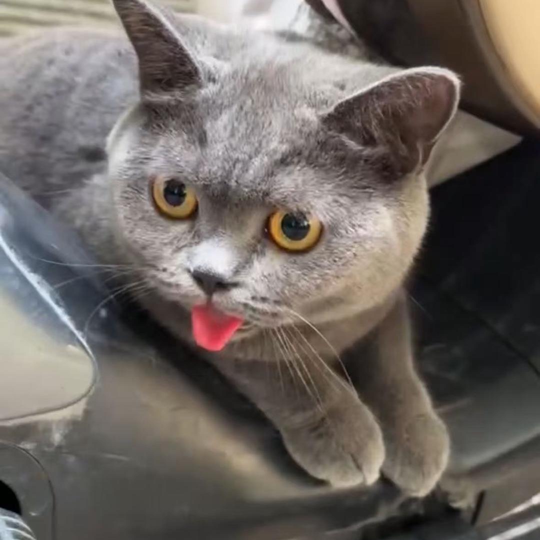 小猫富贵的服饰店