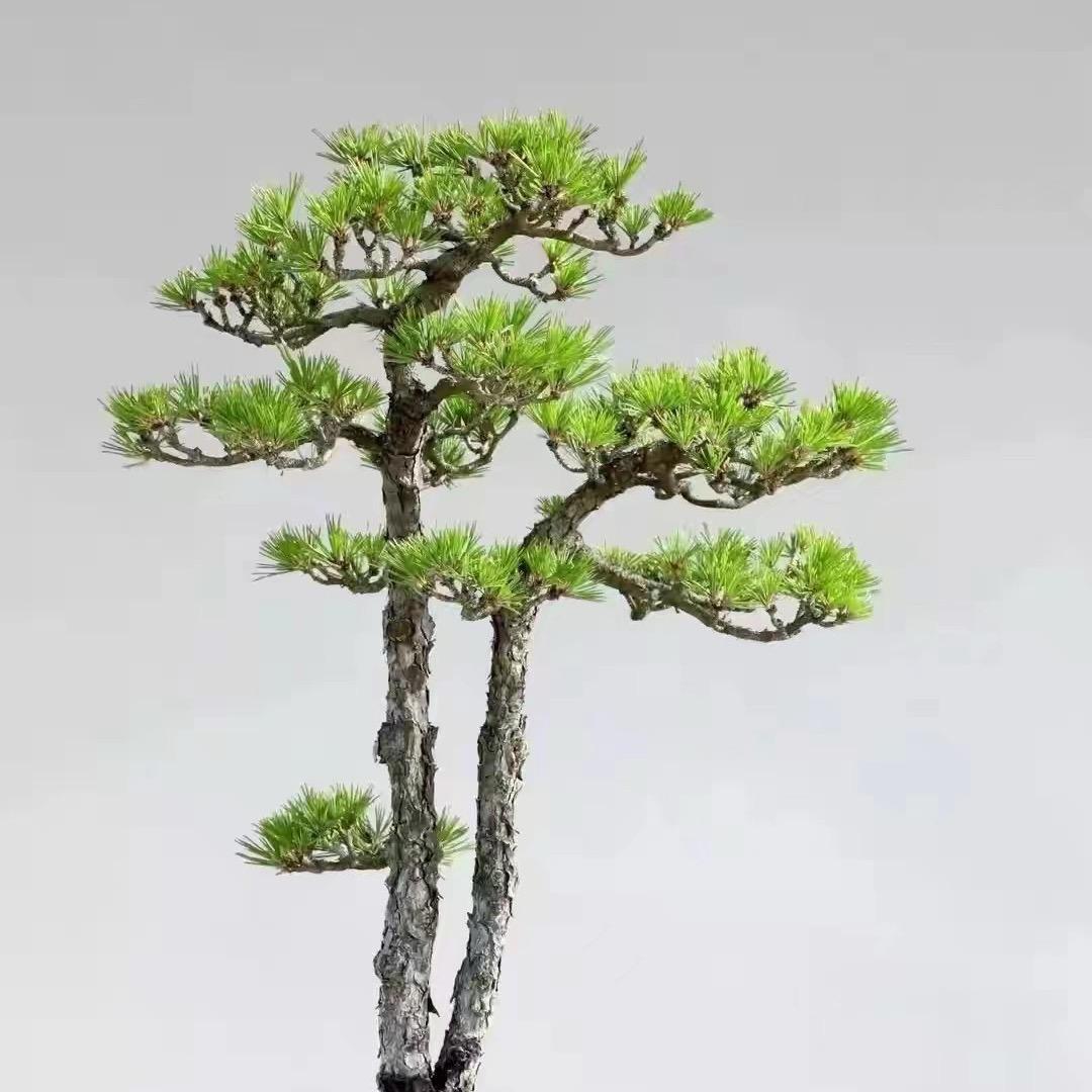 意境盆景园
