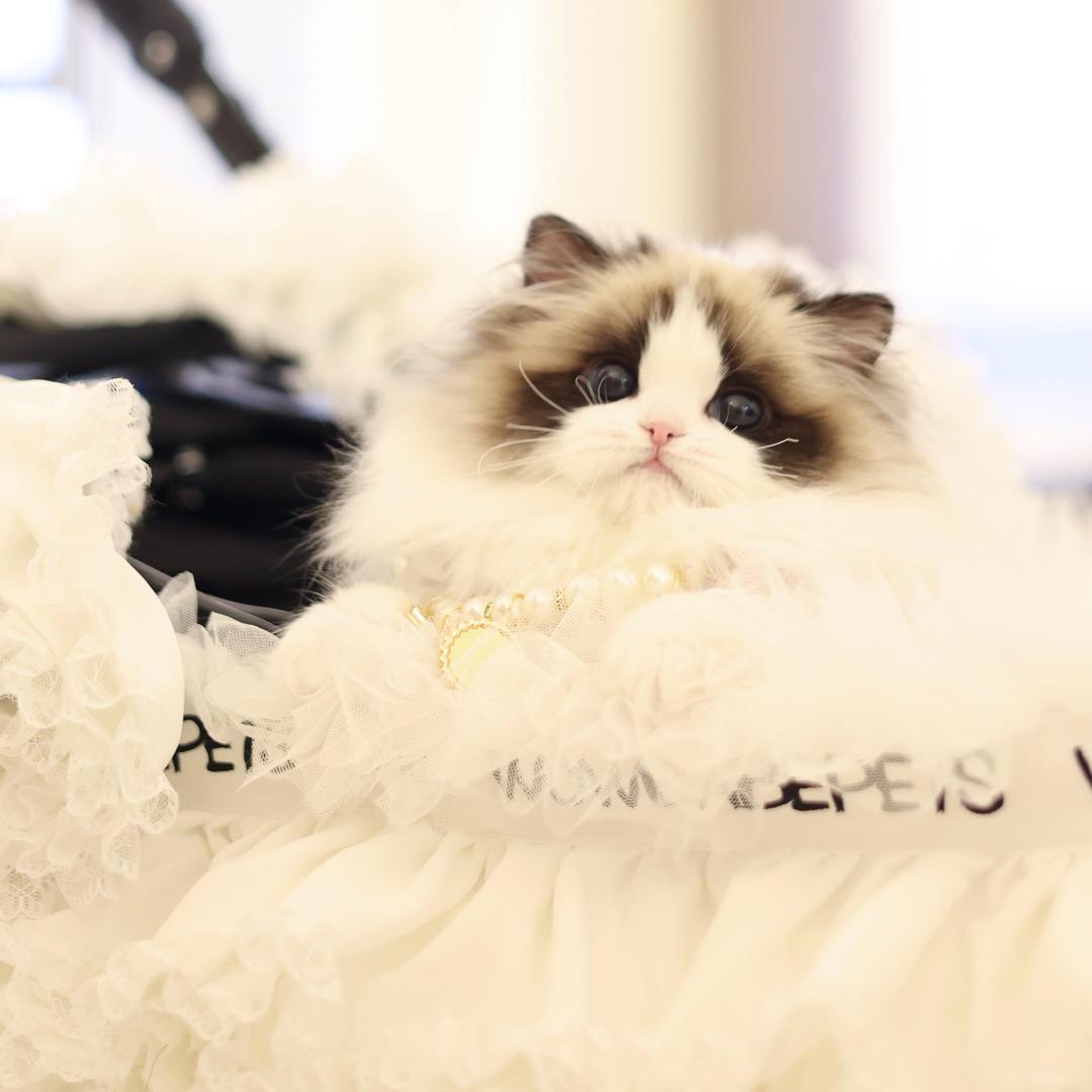 金子甜美系布偶🐈