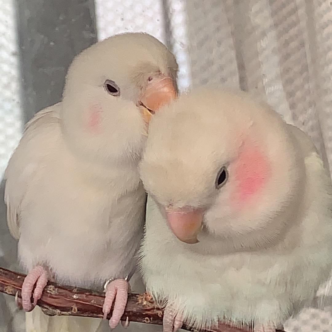 🌈了不得✨
