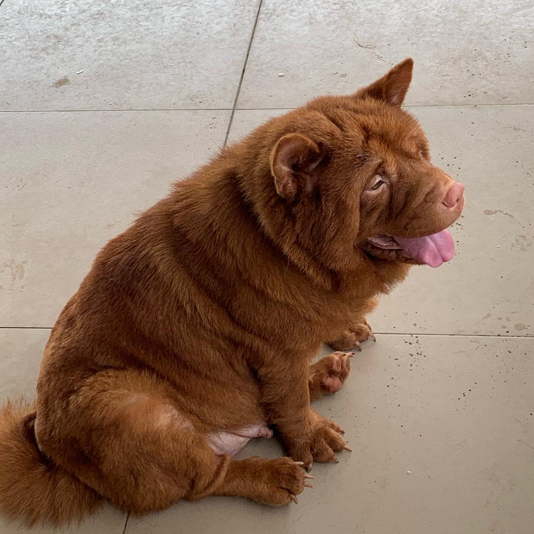 玉林强叔，五红，五黑，松狮犬舍