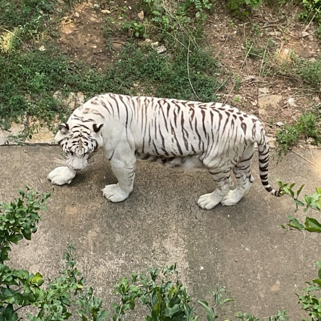宸梦昂志