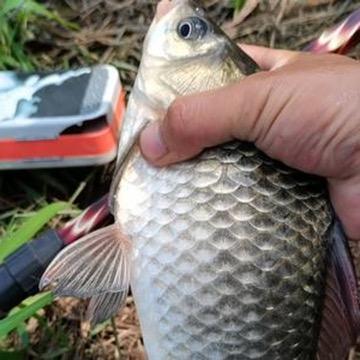 小七户外钓鱼🎣