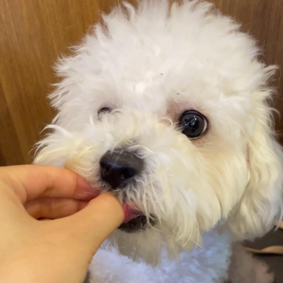 白板是只小比熊