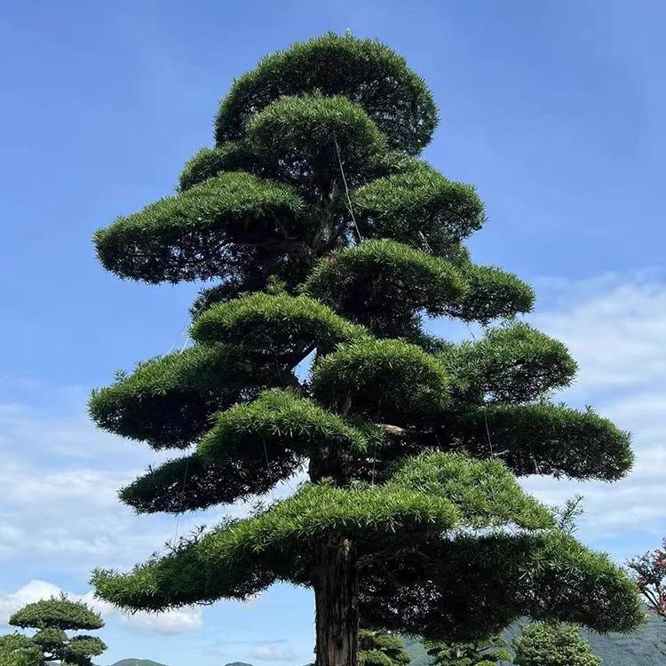 花太美园林绿化有限公司