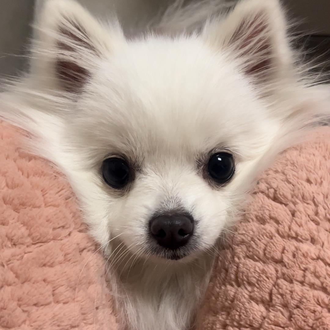 年糕的爪爪日记🐾