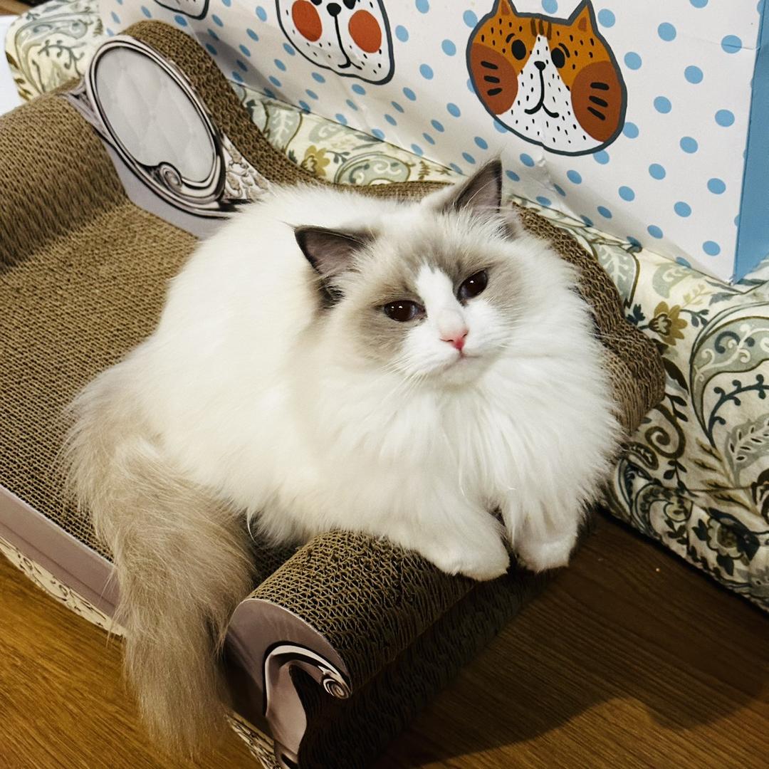 妹妹是只猫猫猫猫猫猫猫