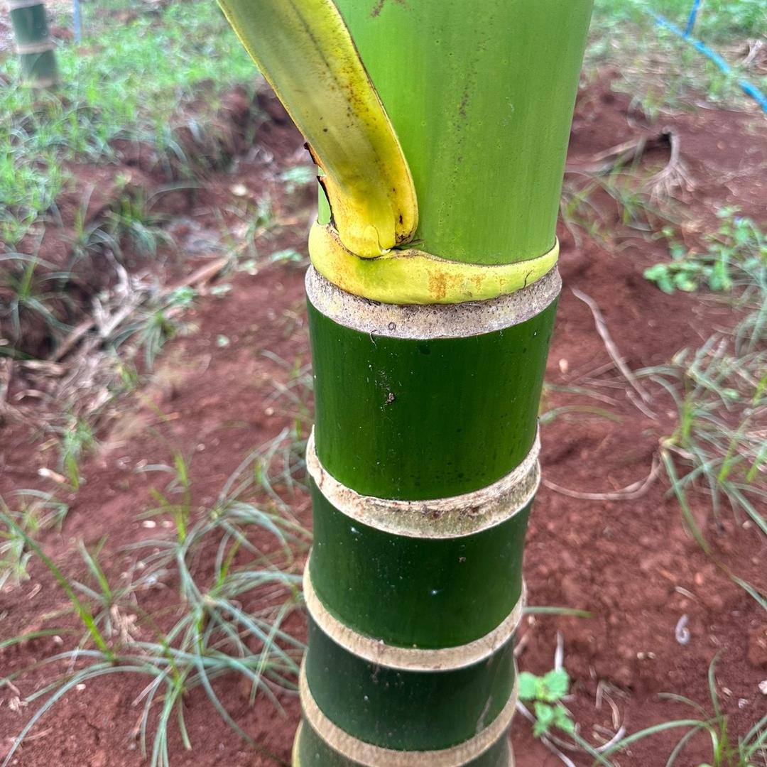 通通槟