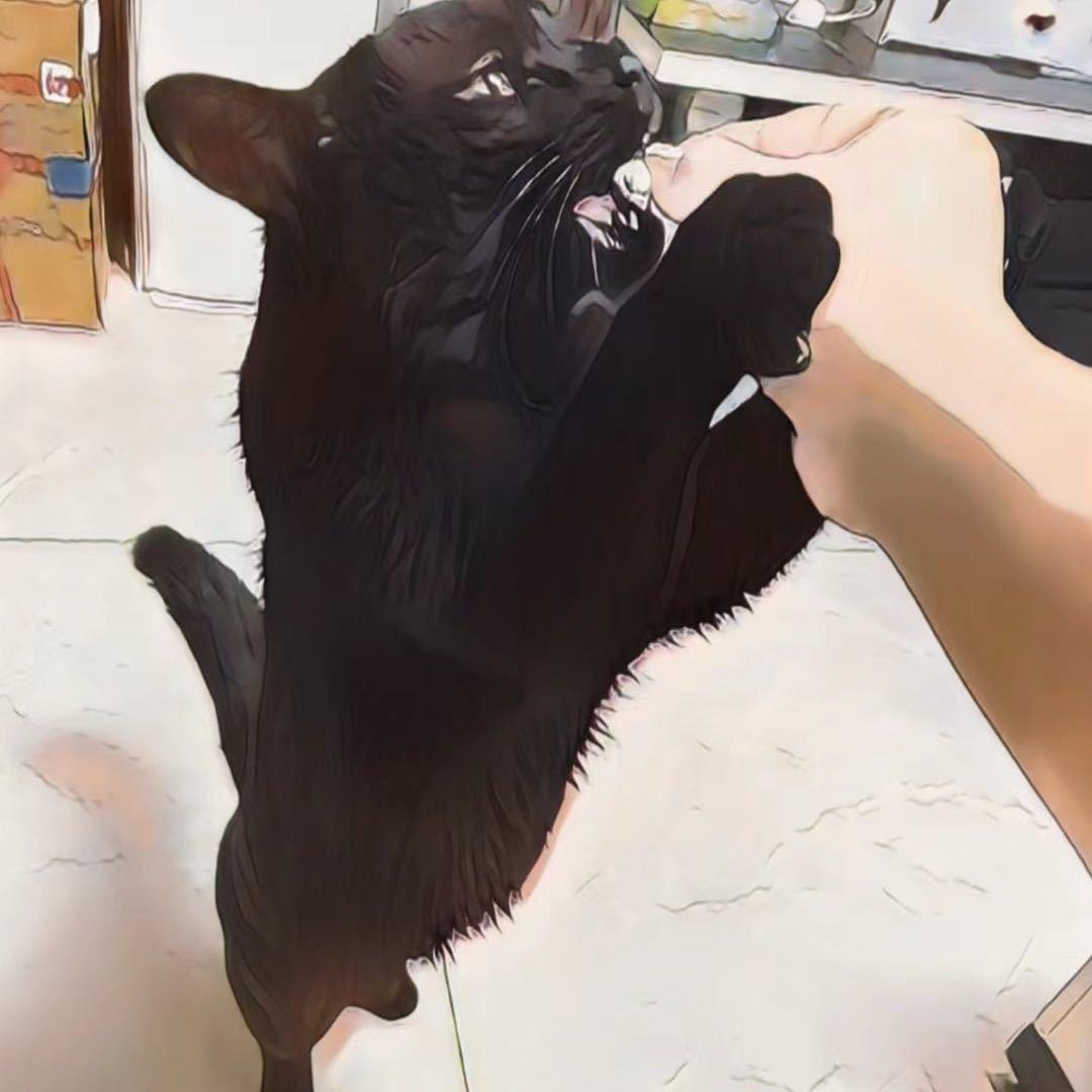 🐱阿黑
