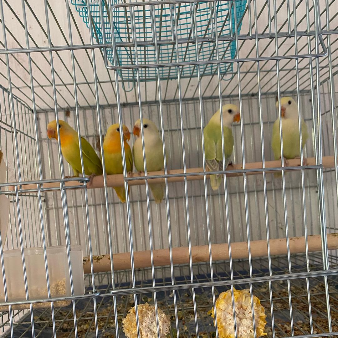 小鹦鹉🦜