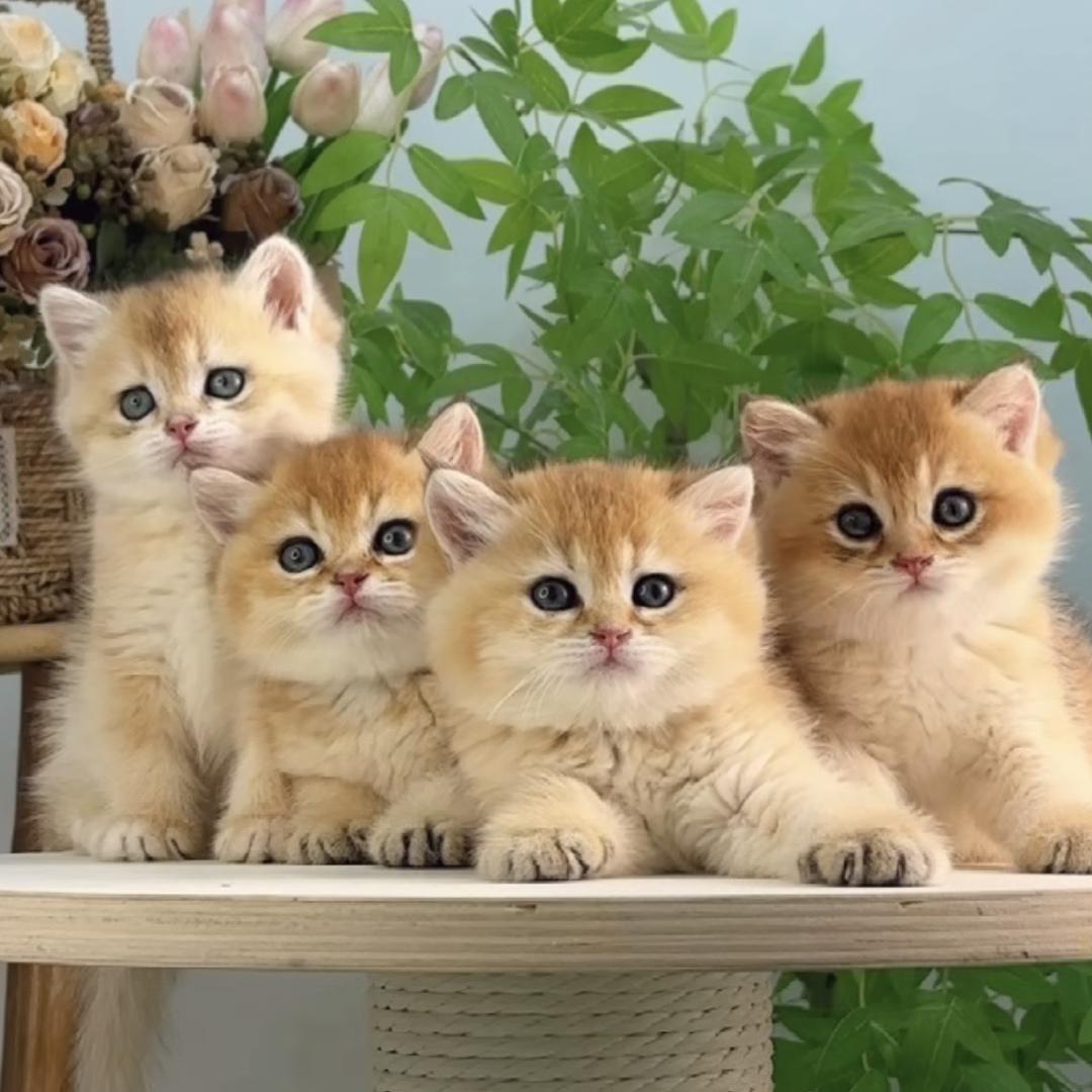 合肥平价猫舍