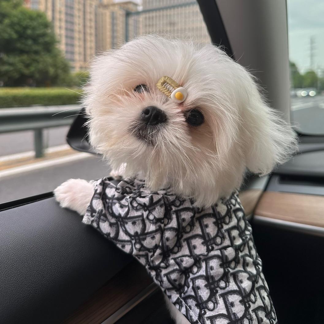 龙华初升