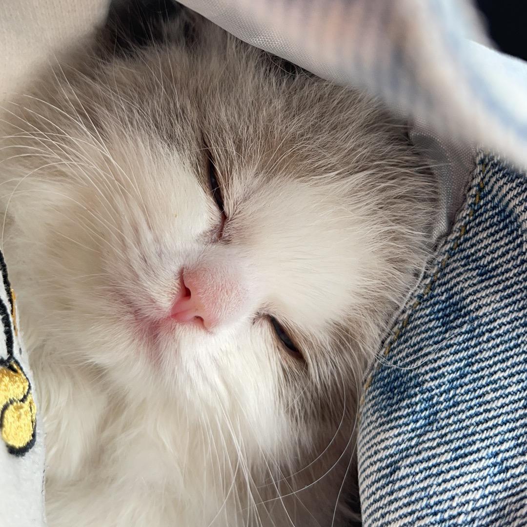 我有三只喵🐱