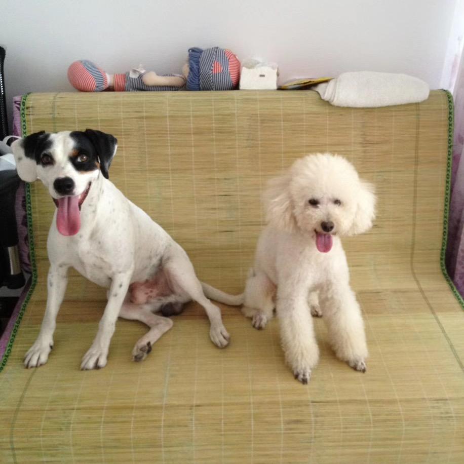 宠悠悠宠物用品