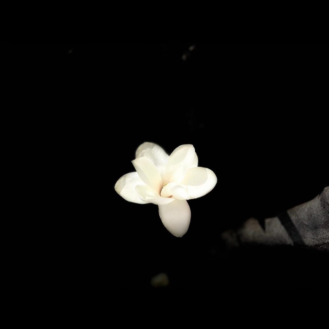 揪揪子