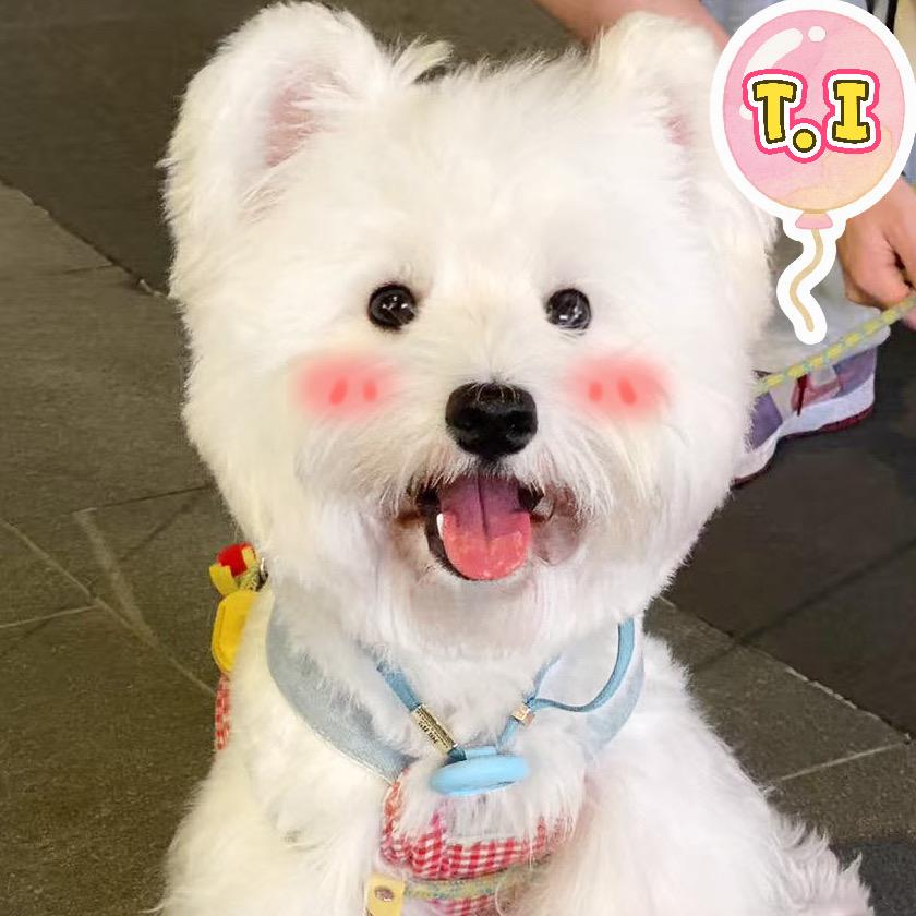 T.I 拖把