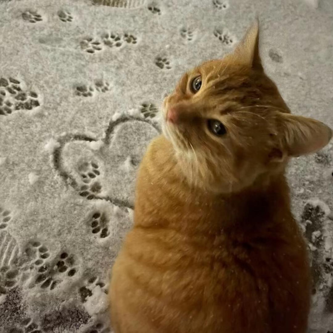 喵屿 （出🐱）