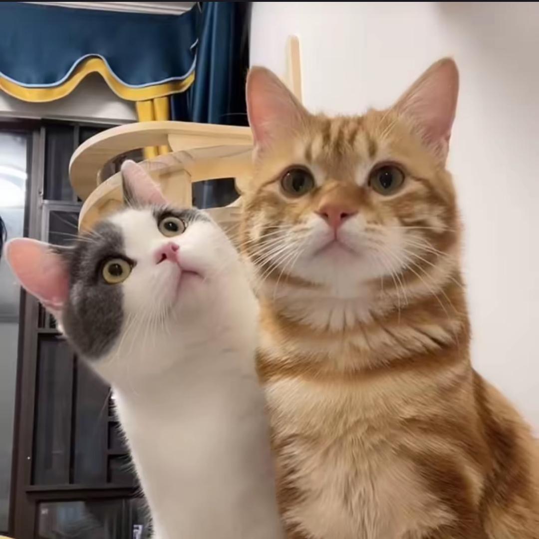 阿福是只橘猫@抖音