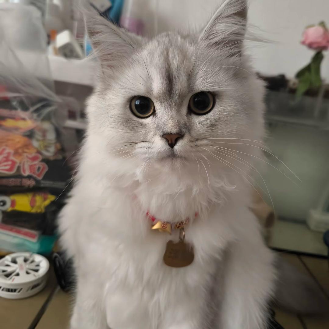 左 左