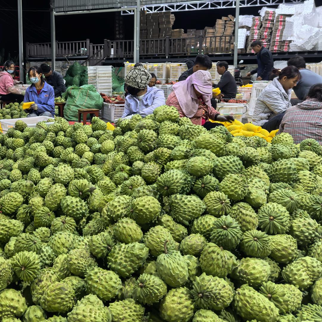云南农民水果季