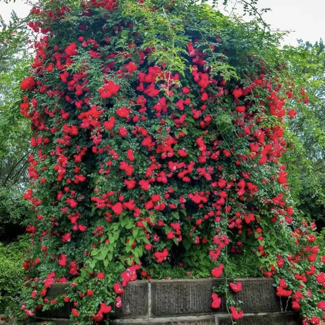 云栖花艺