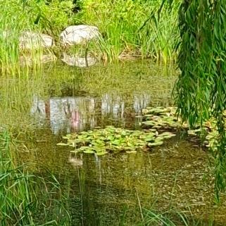 雾岛听风