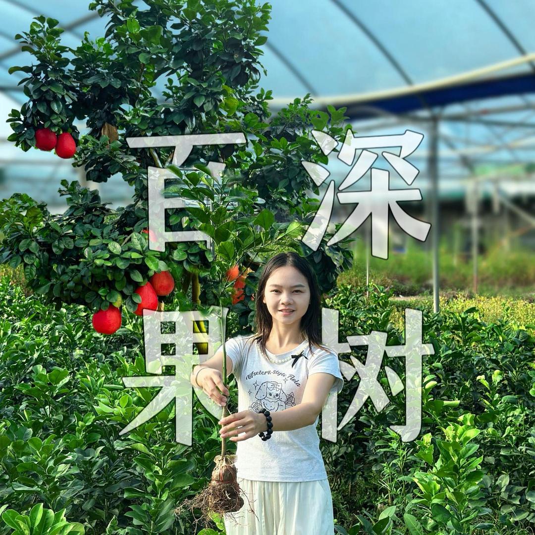 百深专营店暹罗红柚苗