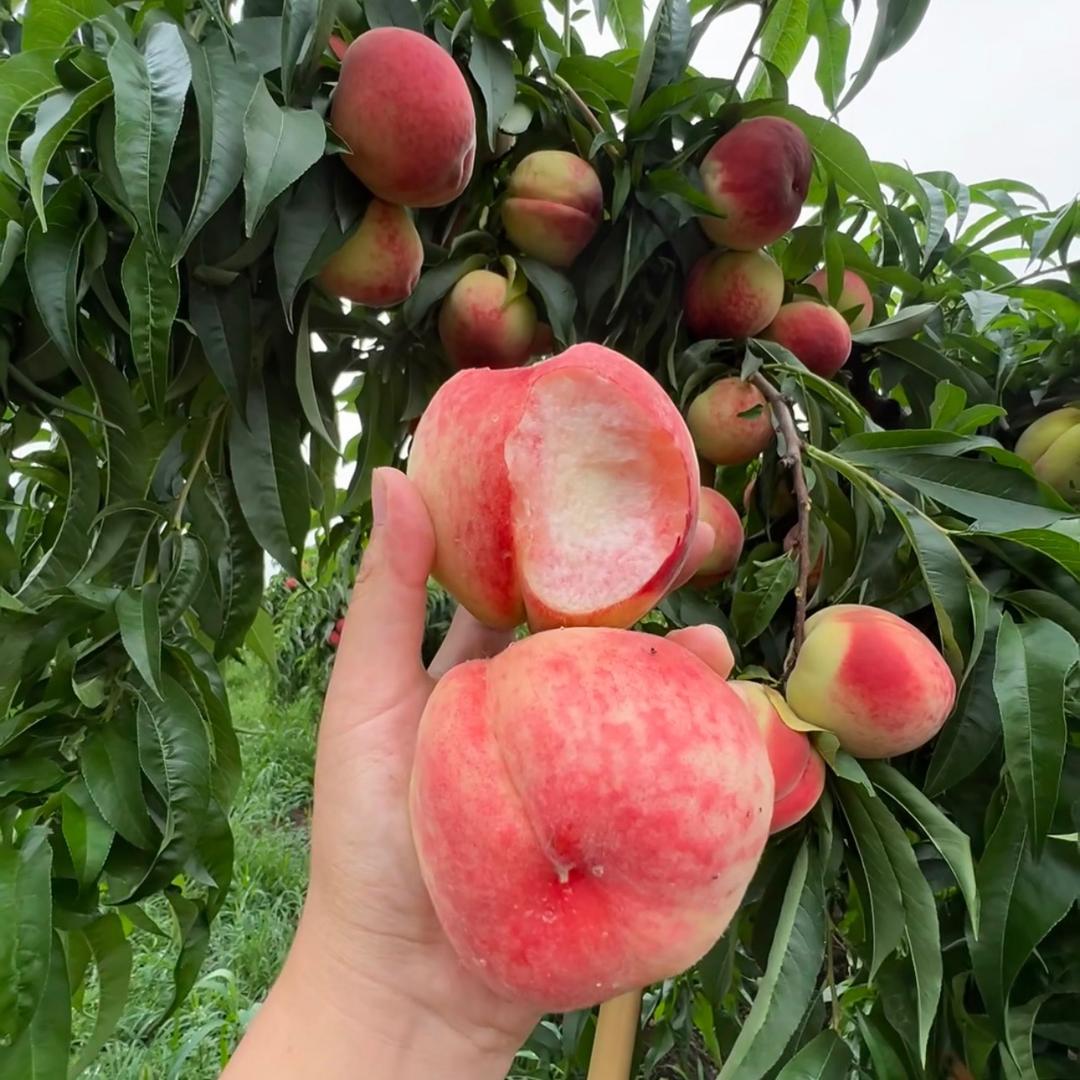 恭喜发财恭喜发财